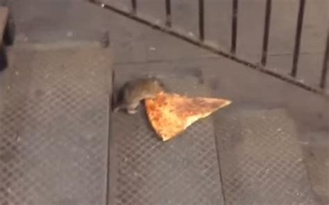 S­p­l­i­n­t­e­r­ ­U­s­t­a­ ­G­ö­r­s­e­ ­A­ğ­l­a­r­d­ı­!­ ­N­e­w­ ­Y­o­r­k­­t­a­ ­E­v­i­n­e­ ­M­e­t­r­o­ ­i­l­e­ ­P­i­z­z­a­ ­G­ö­t­ü­r­e­n­ ­M­i­n­i­k­ ­F­a­r­e­